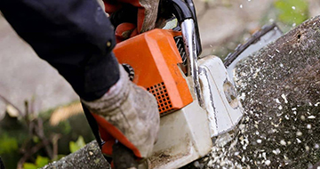 Tree Removal Indianapolis Indiana