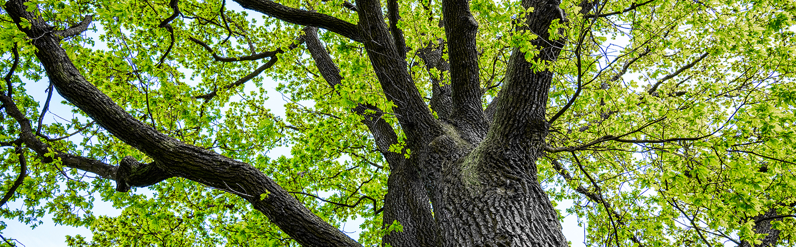 Tree Service Company Near Me Indianapolis