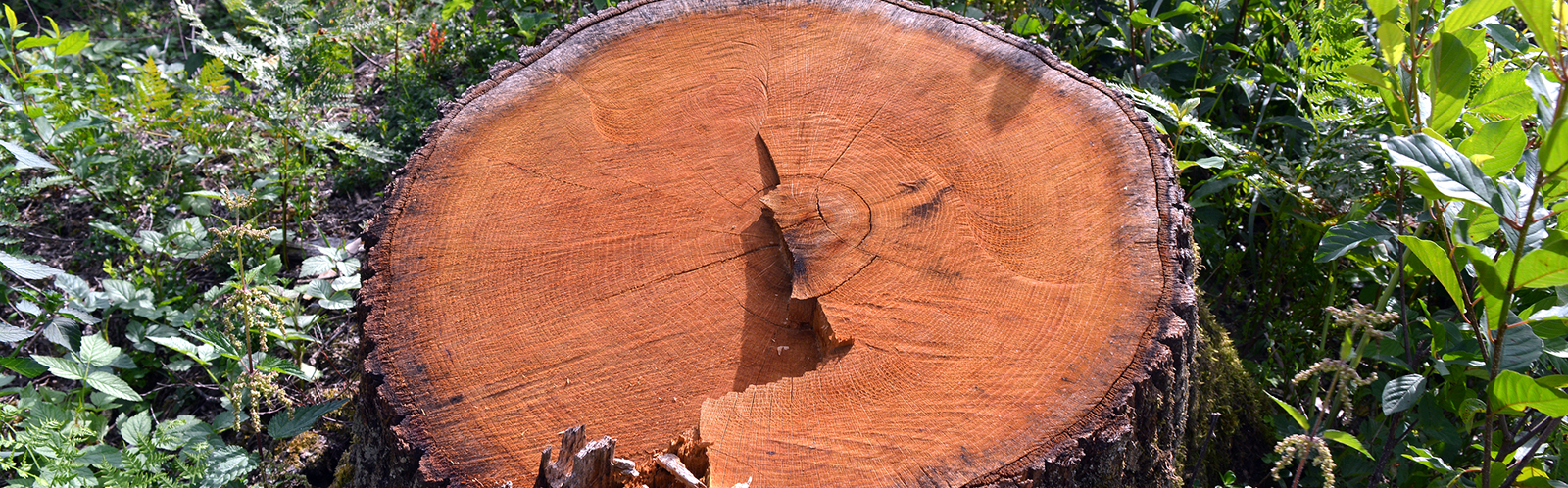 Tree Stump Removal Indianapolis Indiana