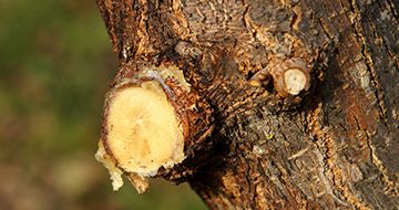Tree Trimming Pruning Indianapolis